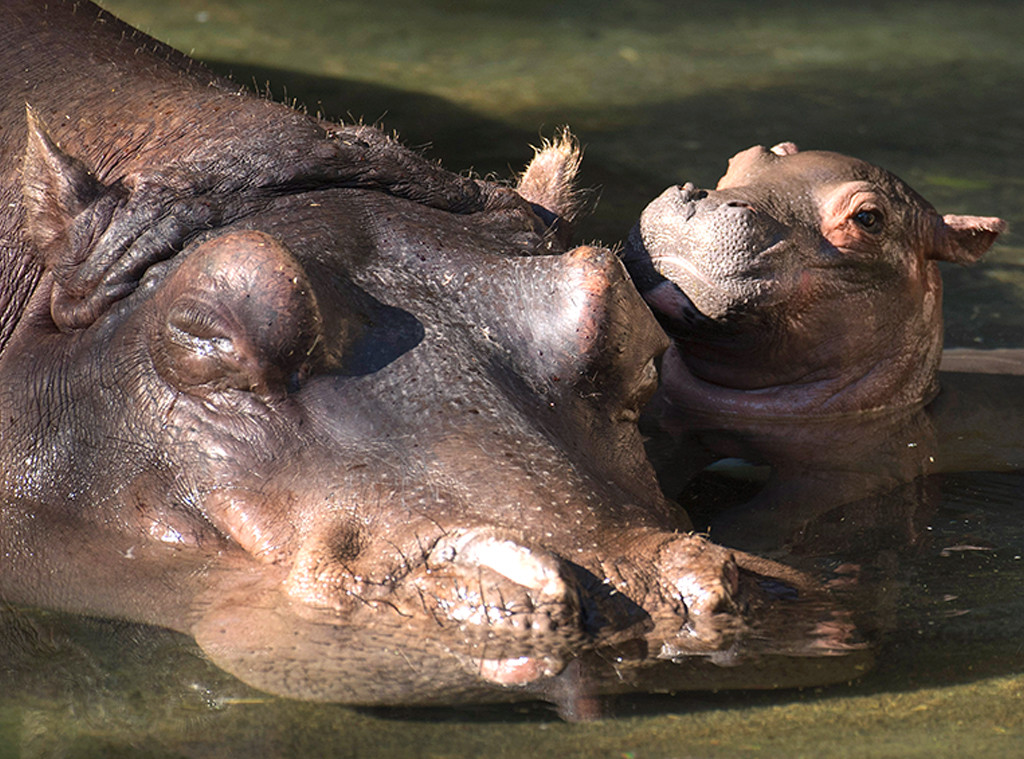 Nile Hippopotamus Nile Hippopotamus